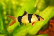Pack clown loach for sale  Haslet