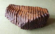 Dent fossilisé plaine d'occasion  La Wantzenau