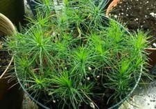 Organic live loblolly for sale  Dunn
