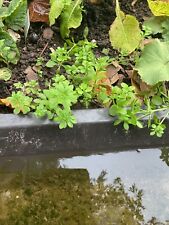Galium gallium aparine for sale  WESTGATE-ON-SEA