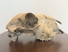 Sheep skull bones for sale  KILMARNOCK