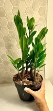 Plant inch potted for sale  Irvine