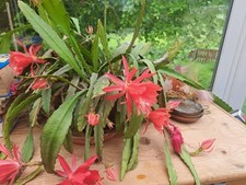 Epiphyllum orchid xmas for sale  NORTHALLERTON