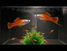 fish livebearing for sale fish livebearing for sale Cary