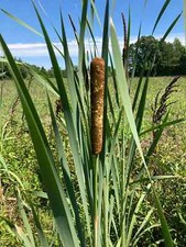 Cattail plants live for sale  Lumberton