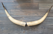 Steer horns inch for sale  Saint Paul