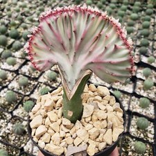 Mermaid tail cactus for sale  Fallbrook