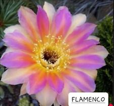 Echinopsis lobivia flamenco d'occasion  France
