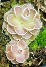 Pinguicula ehlersiae live for sale  Blacksburg