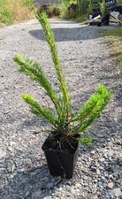 Pinus sylvestris scots for sale  CRANBROOK