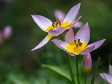Mix stück wildtulpe gebraucht kaufen  Kaiserslautern