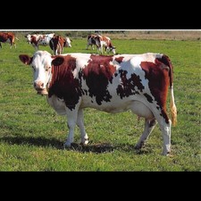 50e salon international d'occasion 50e salon international d'occasion  Crécy-la-Chapelle