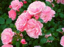 Rosa tappezzante bonica usato  Monsampolo del Tronto