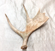 Real moose antler for sale  USA