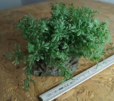 Busch felsen dekor gebraucht kaufen  Krefeld