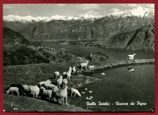 Como pigra pascolo usato  Novara