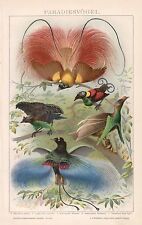 Paradiesvögel paradiesvogel p gebraucht kaufen  Lauenburg/ Elbe