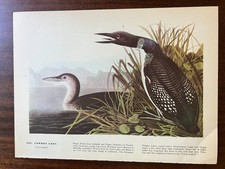 Vintage 1940 audubon for sale  Port Orchard