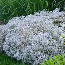 Baby breath gypsophila for sale  Coyle