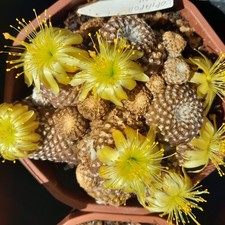 Copiapoa laui cactus d'occasion  Loches