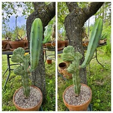 Cactus mirtillocactus xxl usato  Castiglione d'Orcia