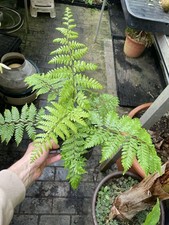 Cyathea exilis rarität gebraucht kaufen Cyathea exilis rarität gebraucht kaufen  Bergheim