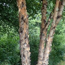 Graines betula nigra d'occasion  Sabres