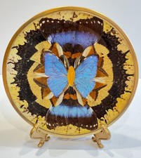 Vintage blue morpho for sale  San Pedro