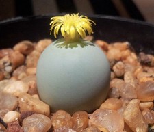 Conophytum calculus samen gebraucht kaufen  Berlin