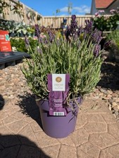 French lavender pot for sale  LARGS