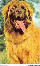 Ailp8 0817 chien d'occasion  France