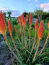Kniphofia red hot for sale  MAIDSTONE