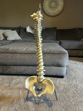 Dr. model spine for sale  Bonney Lake