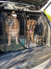 Large barjo dog for sale  SPALDING
