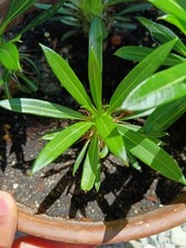 Pachypodium lamerei palmier d'occasion  Saint-Etienne