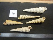 125.02 turritella sulcifera usato 125.02 turritella sulcifera usato  Spedire a Italy