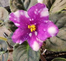 African violet hunter for sale  Red Creek