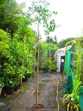 9ft 10ft inc. for sale  OXFORD