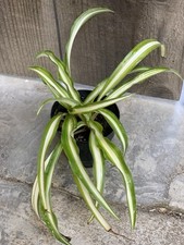 Spider plant 2.5 for sale  San Jose