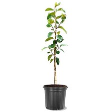 Fuyugaki persimmon tree for sale  Longmont