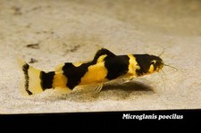 Juvenile bumblebee catfish for sale  Haslet