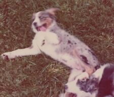 Two playful dogs for sale  Mission