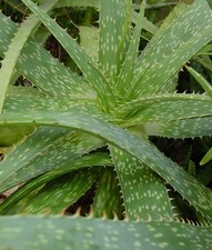 Aloe saponaria soap for sale  Lecanto