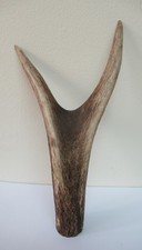 Red deer stagshorn for sale  PETERBOROUGH