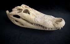 Real alligator skull for sale  Chicago