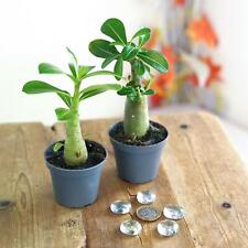 Rare adenium obesum for sale  BIRMINGHAM