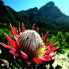 King protea cynaroides for sale  Lincolnton