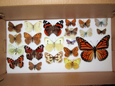 Collection british butterflies for sale  WATERLOOVILLE