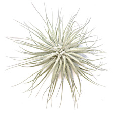 Tillandsien tillandsia tectoru gebraucht kaufen  Duisburg