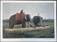 Ceylon elephants dragging d'occasion  Expédié en Belgium